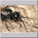 Astata boops - Wanzengrabwespe w01b 10mm.jpg